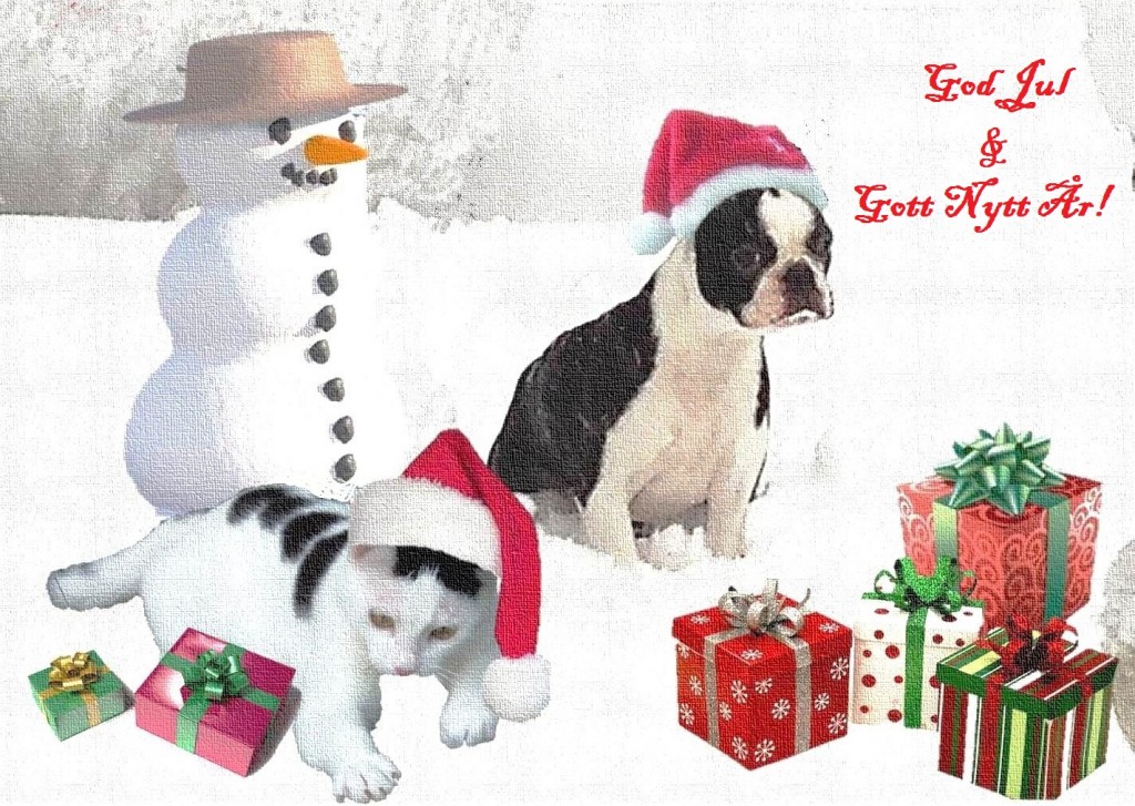 julkort;bostonterrier;katt;christmas card;boston terrier; cat