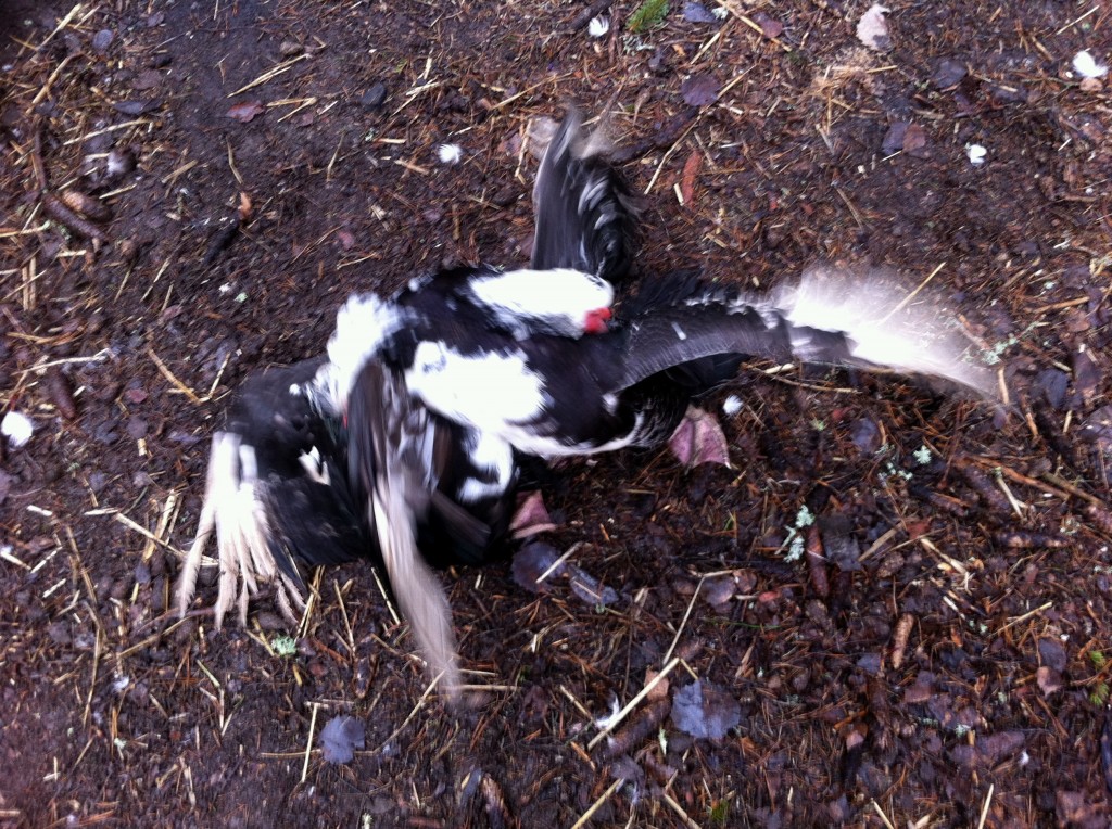 myskankor;slåss