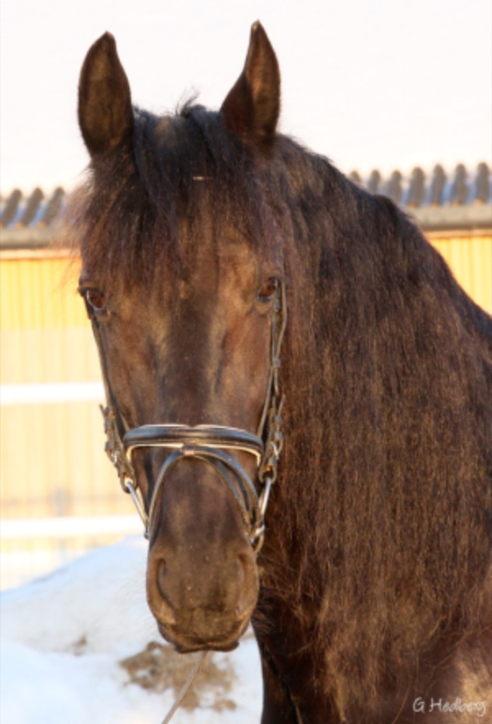 Fina Frisan (Korina) på Tierps Ryttarklubb. Foto: Gunnel Hedberg.